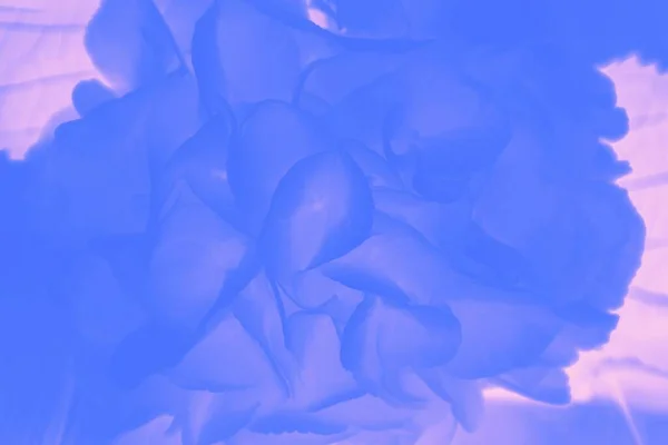 Fondo Abstracto Rosa Azul Con Hortensia Hortensia Flores Patrón Fondo — Foto de Stock