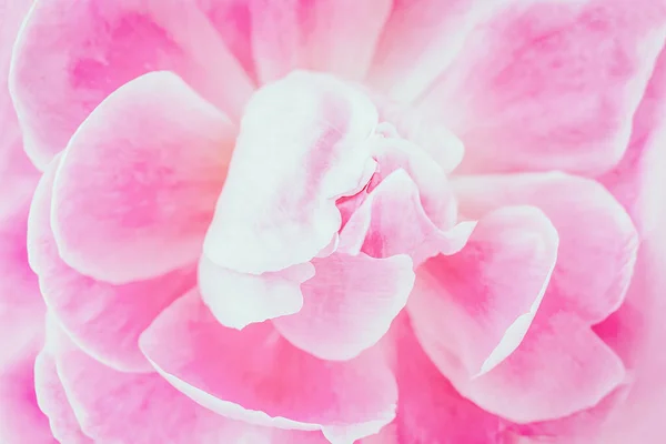 Flor Peonía Enfoque Suave Fondo Floral Rosa — Foto de Stock