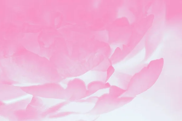 Pinkfarbene Pfingstrosenblüte Weicher Fokus Rosa Floraler Hintergrund Getöntes Foto — Stockfoto
