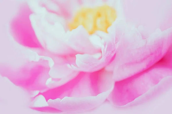 Flor Peonía Rosa Foco Suave Fondo Floral Rosa Tonificado — Foto de Stock