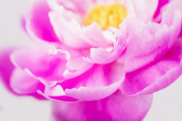 Flor de peonía rosa. Enfoque suave, fondo floral rosa — Foto de Stock