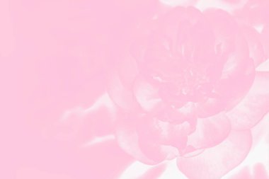 Şakayık çiçek desenli pembe arkaplan