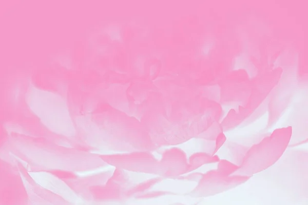 Рожева Квітка Півонії Пастельний Акварельний Рожевий Фон Квітковим Візерунком Півонії — стокове фото