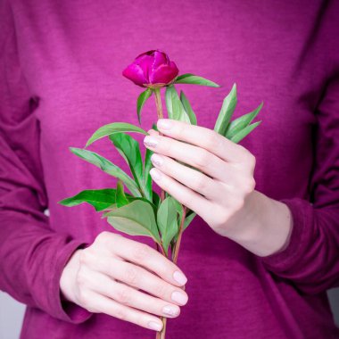Marsala renk elbise arka planında bordo şakayık çiçeğini tutan kadın eller. Çiçek desenli pembe ojeli manikür.
