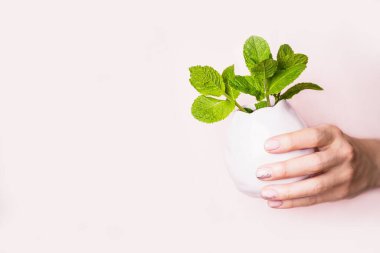 Açık pembe arka planda nane yapraklı soluk menekşe vazo tutan kadın eli. Doğal pembe ojeli manikür, kopyalama alanı