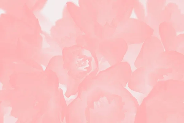 Fondo Coral Rosa Abstracto Con Patrón Flores Narcisos Fondo Floral — Foto de Stock