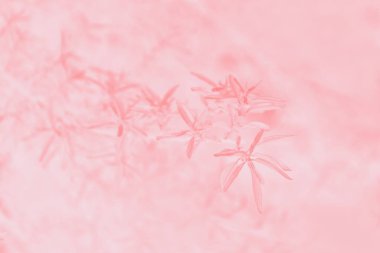 Pembe mercan soyut arkaplan bulanıklığı, yapraklar desen