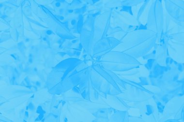 Açık mavi soyut arkaplan, ince yapraklı desen, tonlu.