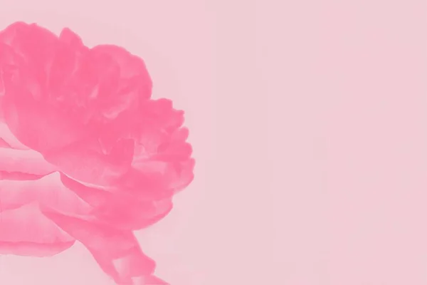 Рожева Коралова Літня Квітка Півонії Блідо Рожевому Фоні Копіювання Простору — стокове фото