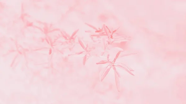 Rosafarbene Korallen Verschwommener Abstrakter Hintergrund Blättermuster Panoramisches Format — Stockfoto