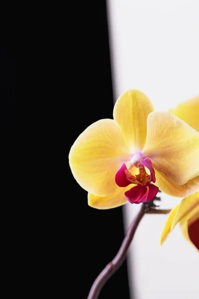 Hermosas Flores Orquídea Phalaenopsis Amarillas Sobre Fondo Blanco Negro Espacio — Foto de Stock