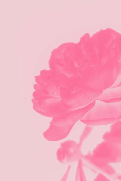 Pembe mercan yaz şakayığı çiçeği soluk pembe arka planda, kopyalama alanı