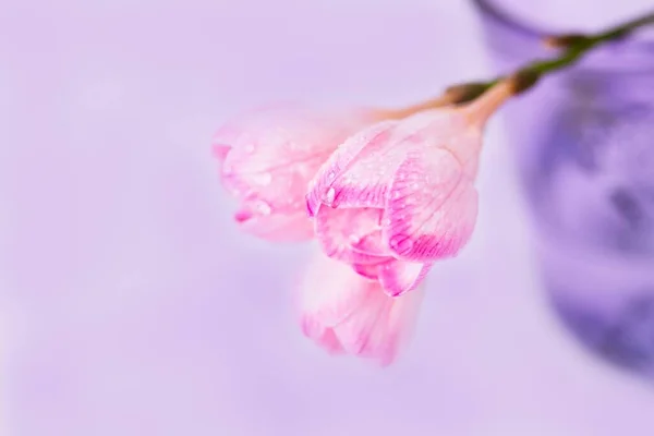 Flores Freesia Rosa Con Gotas Agua Sobre Fondo Violeta Pálido — Foto de Stock