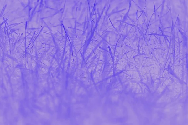 Purple Violet Blurred Abstract Background Grass Pattern — Stock Photo, Image