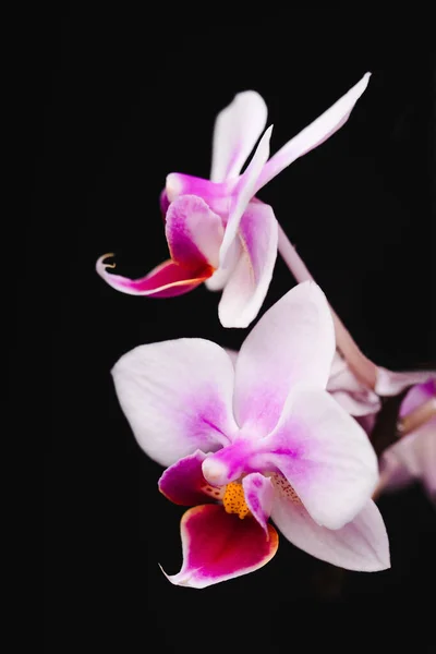 Flores Orquídea Phalaenopsis Rosa Sobre Fondo Negro — Foto de Stock