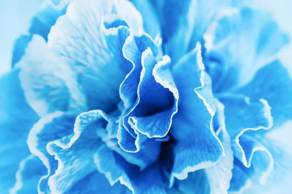 Blue carnation flower background, close up