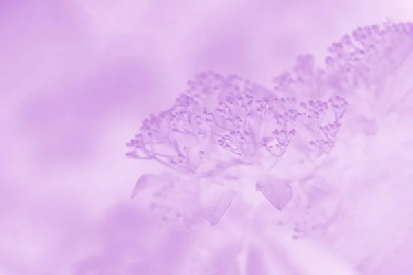 淡紫色の背景 花模様 — ストック写真