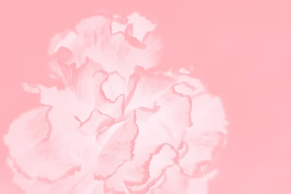Рожевий Кораловий Абстрактний Фон Квітковим Візерунком Гвоздики — стокове фото