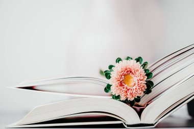 Açık kitaplarda pembe sonbahar paskalya çiçeği. Hafif arkaplan