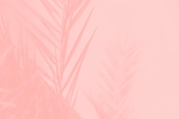 Розовые Коралловые Пальмовые Листья Светло Розовом Фоне — стоковое фото