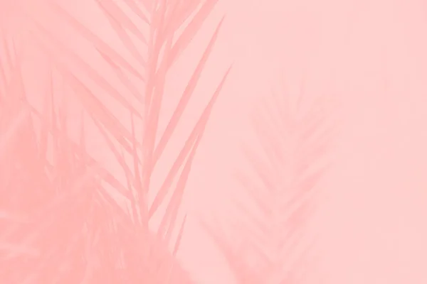 Açık pembe arkaplanda pembe mercan hurma yaprakları