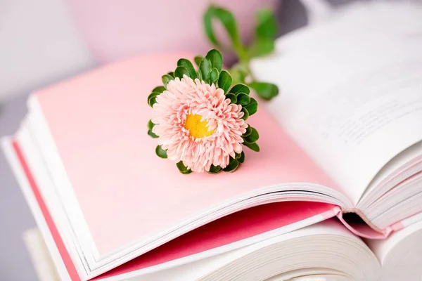 Pinkfarbene Herbst Aster Blume Auf Einem Offenen Buch Pastell Kopierraum — Stockfoto