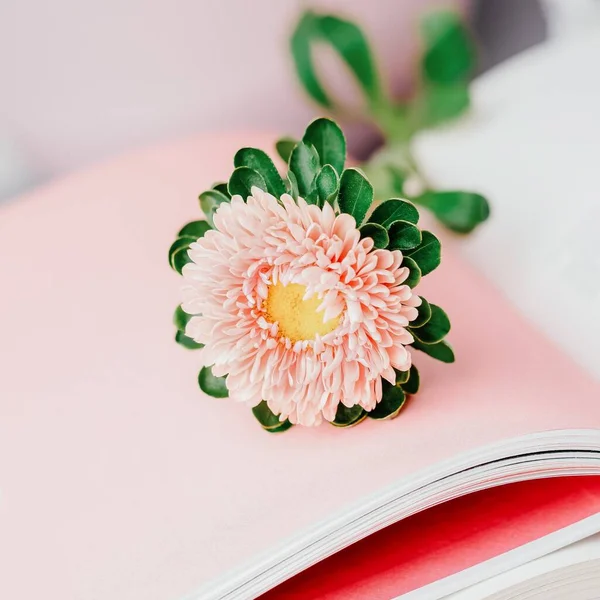 Pinkfarbene Herbst Aster Blume Auf Einem Offenen Buch Pastellfarben Kopierraum — Stockfoto