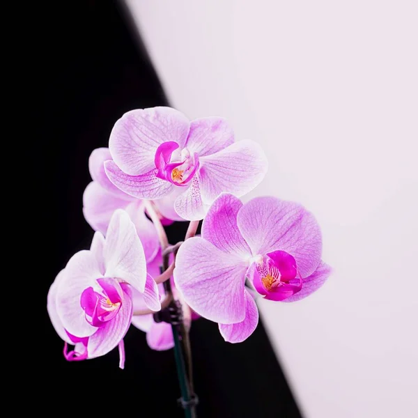 Flores de orquídea phalaenopsis rosa sobre un fondo blanco y negro — Foto de Stock