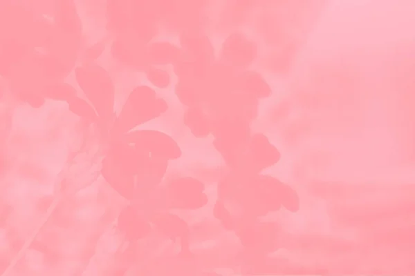 Pembe Mercan Rengi Arka Plan Çiçek Deseni — Stok fotoğraf