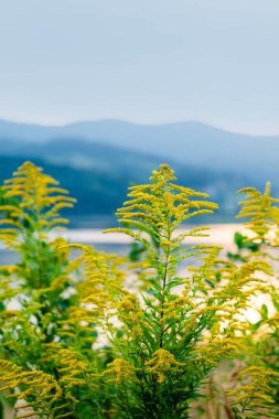 Sarı altın sarısı çiçek Solidago kanadensis Polonya topraklarında yetişiyor. Mucharz Gölü, Jezioro Mucharskie