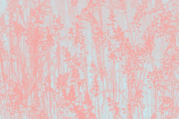 Pink Coral Abstract Background Grass Plant Pattern — Stock Photo, Image