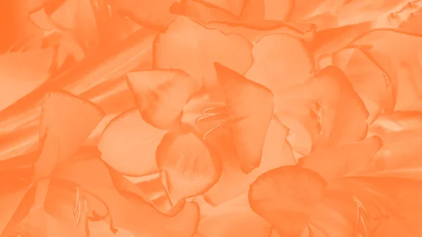 Trendi Színű Amberglow Gradiens Virágos Panoráma Háttér Gladiolus Virág Minta — Stock Fotó