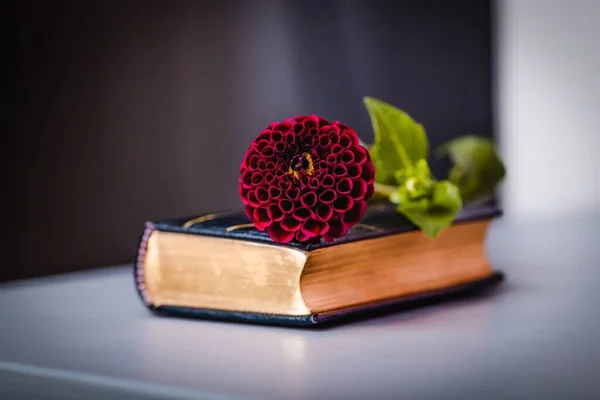 Burgunder Dahlienblüte und altes Buch auf dunklem Hintergrund, Kopierraum — Stockfoto