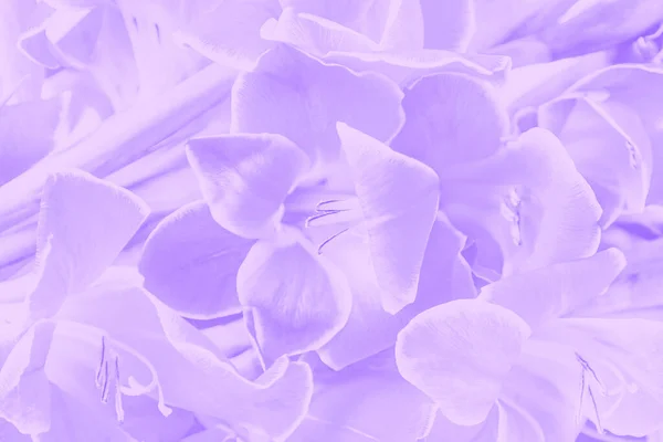 美しい薄紫色のグラジオラス。花の背景 — ストック写真