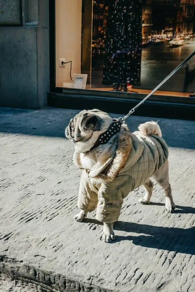 Pug Dog Spacerujący Ulicy Szczeniak Ciepłym Zimowym Płaszczu Florencja Włochy — Zdjęcie stockowe