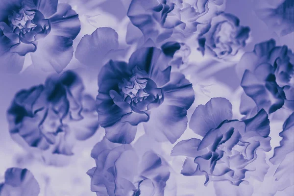 Flores Claveles Violetas Fondo Floral Abstracto Fondo Flores Violetas — Foto de Stock