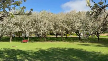 Peppermint Grove Park, Aberfoyle Park, Güney Adelaide, Güney Avustralya 'da armut çiçeklerinin sersemletici 4K yavaş çekim videosu. Bu dingin bahar sahnesi armut çiçeklerini yakalıyor. Çiçekler havada süzülen narin beyaz yapraklarla birlikte.