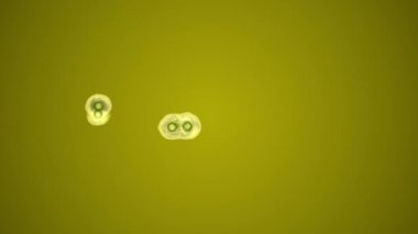 Ozmoz tarafından bölen hücreleri bilimsel gösterimi. 3D render animasyon