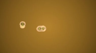 Ozmoz tarafından bölen hücreleri bilimsel gösterimi. 3D render animasyon