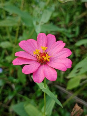 Parlak pembe çiçek, yeşil doğal bir arkaplan karşısında belirgin sarı bir merkezle çiçek açar. Detaylı taç yaprakları ve canlı renkler doğanın sanatının ve botaniğin cazibesinin güzel bir tasvirini yaratır..