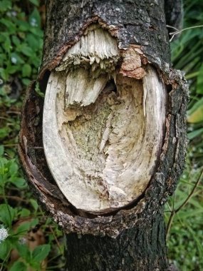 Ağaç kabuğunun detaylı görüntüsü ve içindeki ahşap dokusu doğal aşınmayı ve doğanın güzelliğini kavrıyor..
