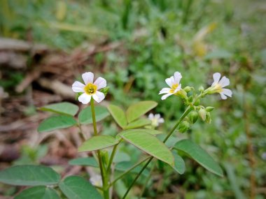 Ön planda, yemyeşil yapraklarla çevrili narin beyaz çiçeklerin detaylı bir görüntüsü. Doğa, biyolojik çeşitlilik ve küçük, karmaşık çiçeklerin güzelliğini vurgulayan huzur temalı projeler için mükemmel..