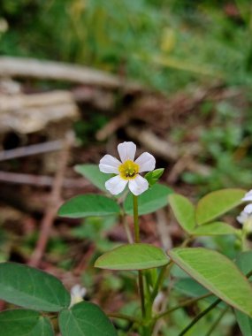Açık havada yeşil yaprakların arasında büyüyen küçük, narin beyaz bir çiçeğin yakın çekimi..