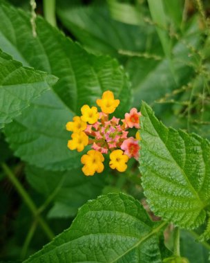 Canlı sarı ve pembe lantana çiçekleri, detaylıca detaylandırılmış, yeşil yeşilliklerin arka planına kurulmuş, doğal çiçek güzelliğinin ve taze büyümenin güzelliğini gözler önüne seriyor..
