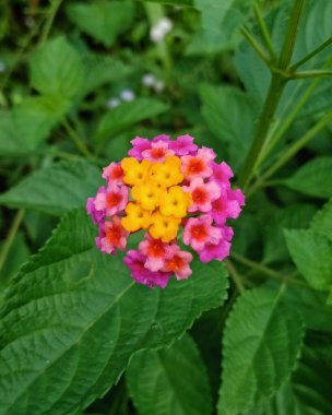 Canlı sarı, pembe ve turuncu tonlarda yeşil yapraklara karşı sergilenen parlak renkli çiçek doğal güzelliği ve bitki fotoğrafçılığını vurgulamak için mükemmel, büyüleyici doğadan esinlenilmiş bir çiçek manzarası yaratır..
