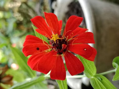 Doğal bir bahçe ortamında yemyeşil yapraklarla çevrili kırmızı bir zinya çiçeğinin güzel, yakın plan görüntüsü canlı yaprakların güzelliğini ve doğanın basitliğini gözler önüne seriyor..