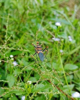 Yeşilliğin ortasında yemyeşil bir bitkinin üzerinde dinlenen genç bir suikastçı böceğinin detaylı detaylarını gösteren yakın plan görüntüsü. Arka planda, doğal yaşam alanlarının ve yaratıkların bu tasvirine eklenen küçük çiçekler yer alıyor..