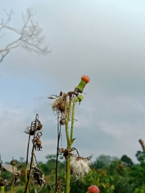 Turuncu uçlu narin, kurumuş bir kır çiçeği soluk mavi gökyüzüne karşı dimdik ayakta duruyor. Yıpranmış tohum başları gövdenin etrafını sarmış, dayanıklılık ve kırsal doğa güzelliğini çağrıştırıyor..