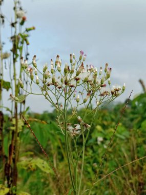 Tüylü tohum başları ve yeşil gövdelerin üzerinde yükselen küçük pembe tomurcuklara sahip bir kır çiçeği kümesinin yakın çekimi, sakin bir gökyüzüne karşı kurulur. Doğa, botanik ve açık hava temalı görseller için mükemmel..