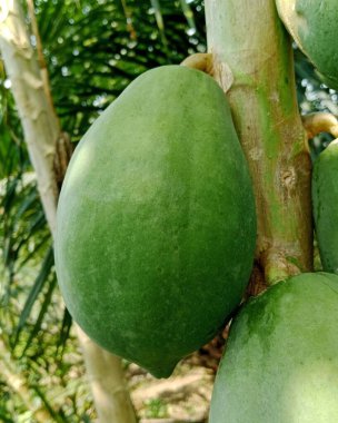 Canlı yeşil papayalar tropikal bir bahçede sağlam bir sandıkta asılı duruyor. Taze, olgunlaşmamış meyve sinyalleri hasat mevsimi ve sağlıklı üretim; gıda, tarım ve doğa temalı hisse senedi tasvirleri için ideal.